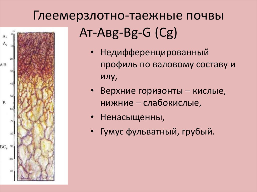 Содержание гумуса в мерзлотно таежных почвах. Глеемерзлотно-Таежные почвы. Структура мерзлотно таежной почвы. Мерзлотно-Таежные почвы профиль. Глеево мерзлотно Таежные почвы.