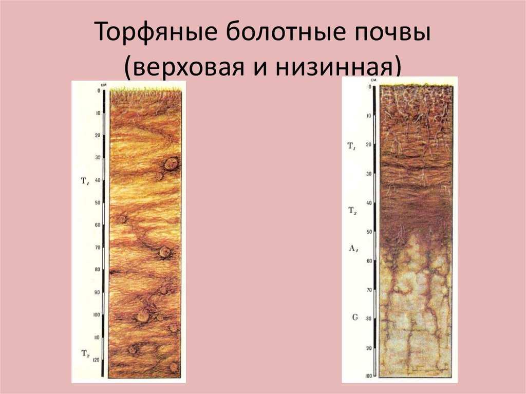 Какая почва в болотах. Почвенный профиль торфяно Болотной почвы. Торфяные болотные верховые почвы профиль. Болотные торфяно глеевые почвы. Болотная верховая торфяно-глеевая почва профиль.