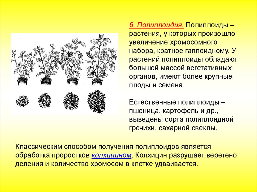 Полиплоидизация. Полиплоидия древесных растений. Полиплоидия в селекции растений. Колхицин полиплоидия. Карпеченко полиплоидия.