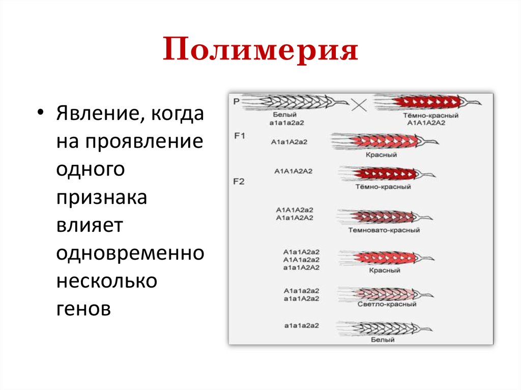 Признаки полимерии