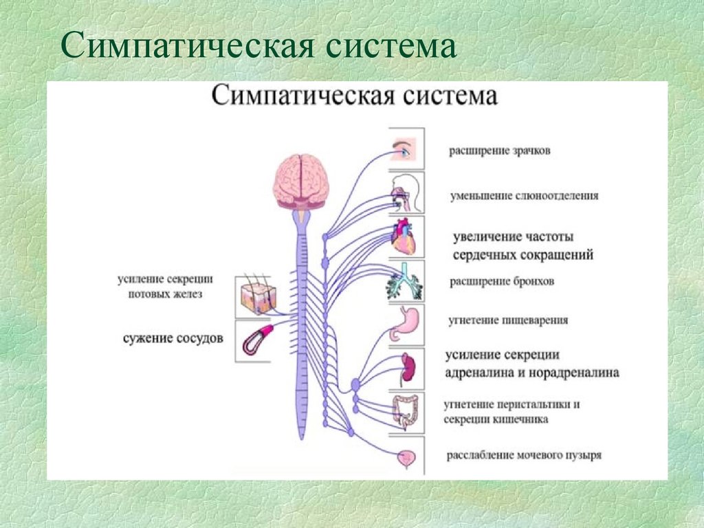 Где расположены вегетативные симпатические нейроны. Симпатическая и парасимпатическая нервная система. Симпатическая нервная Сич. Центральный отдел симпатической нервной системы. Симпатитеческая нернаясистема.