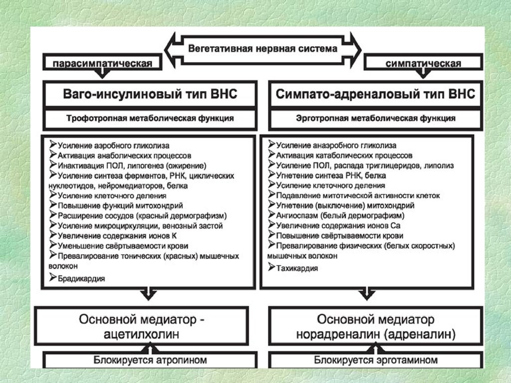 Усиление функции. Функции симпатической и парасимпатической нервной системы таблица. Разница симпатической и парасимпатической нервной системы. Функции вегетативной нервной системы таблица. Симпатическая и парасимпатическая нервная система таблица.