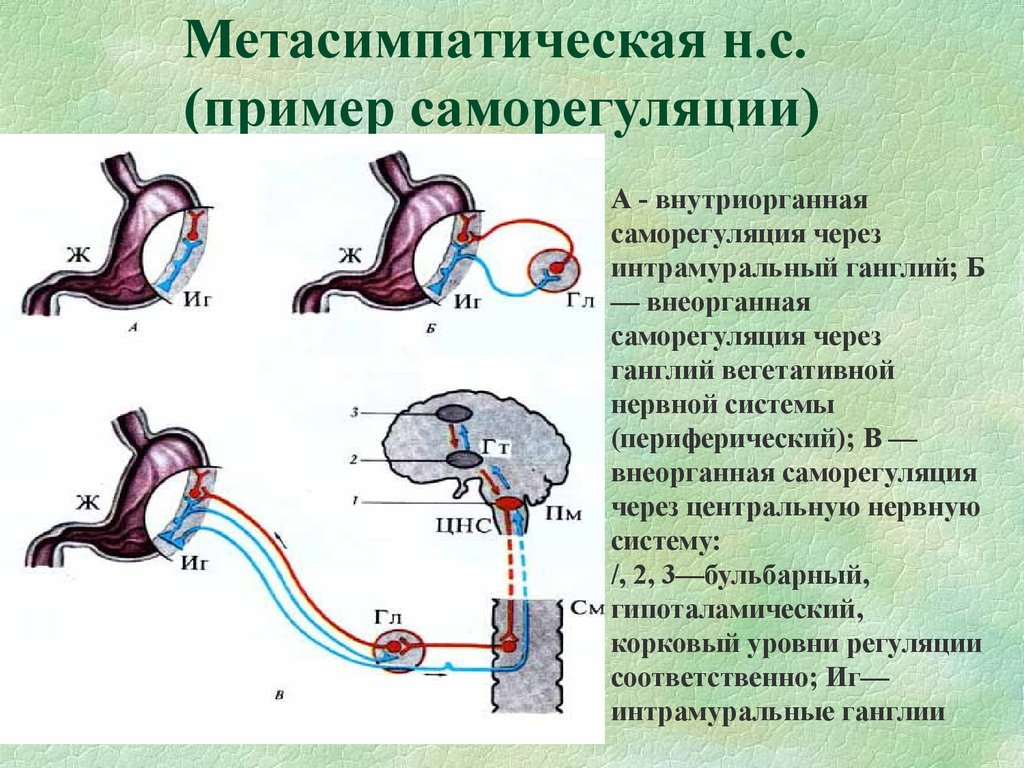 Саморегуляция систем организма. Метасимпатическая рефлекторная дуга схема. Схема рефлекторной дуги метасимпатической нервной системы. Рефлекторная дуга метасимпатической ВНС. Рефлекторная дуга метасимпатической ВНС схема.