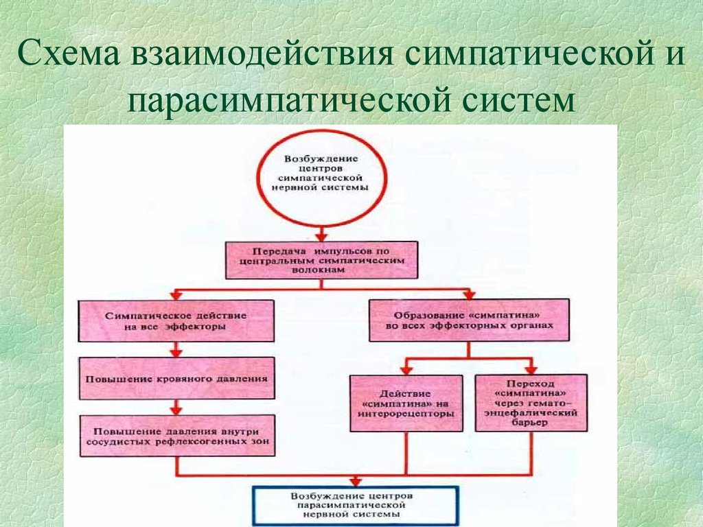 Возбуждение органа. Взаимодействие симпатического и парасимпатического. Симпатическая и парасимпатическая схема. Взаимосвязь симпатической и парасимпатической нервной системы. Схема взаимодействия симпатической системы.