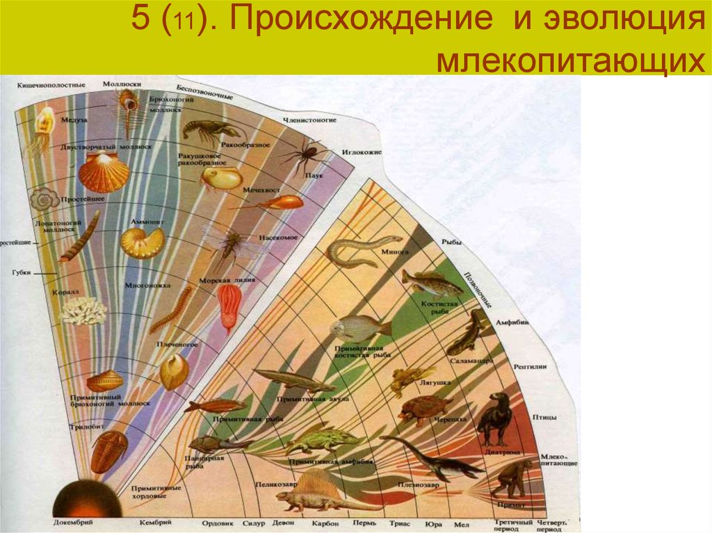 Происхождение млекопитающих схема