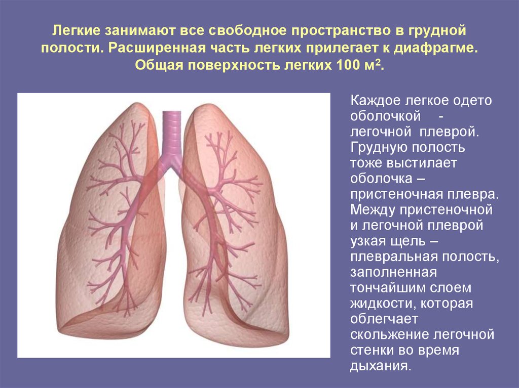 Легкие занимают 4 5