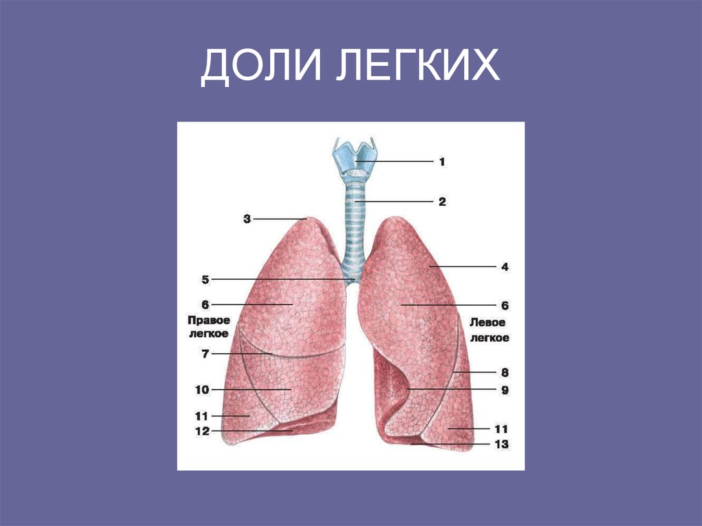 Какой лег. Легкие анатомия доли. Доли легких. Доли правого легкого. Строение легких доли.