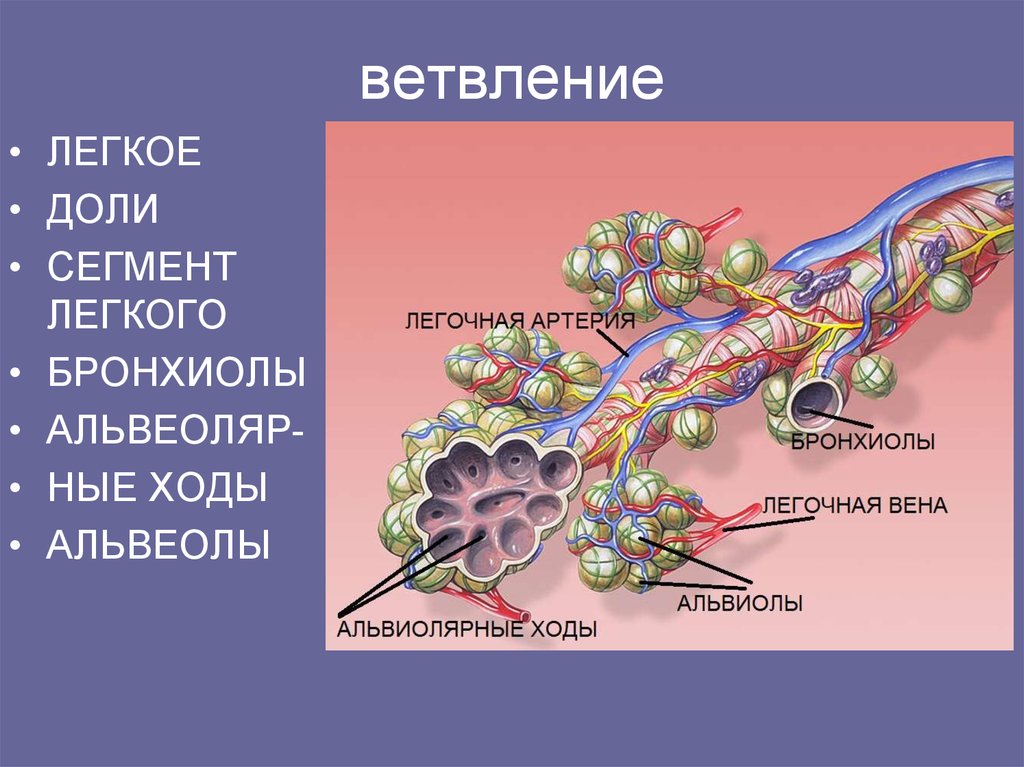 Бронхиолы. Сегментарные бронхиолы. Альвеолы сегменты доли. Альвеоляр ходы. Ветвление бронхиол.