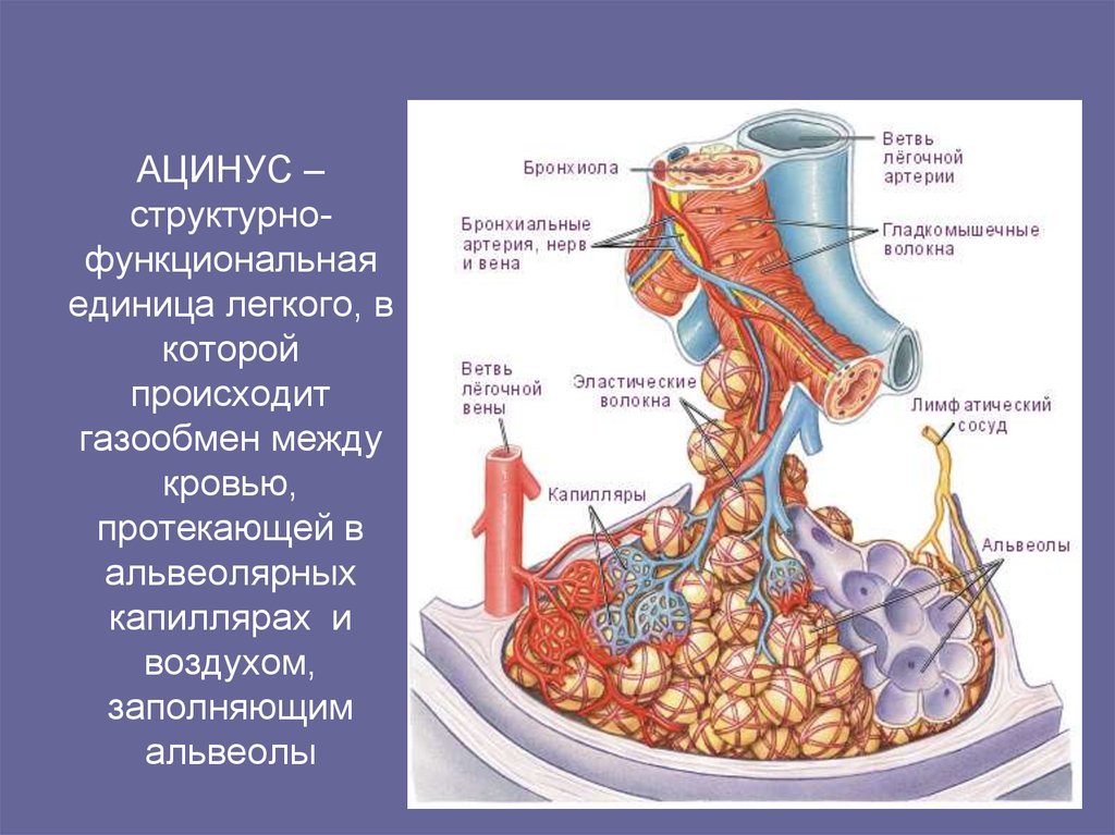 Строение альвеол рисунок