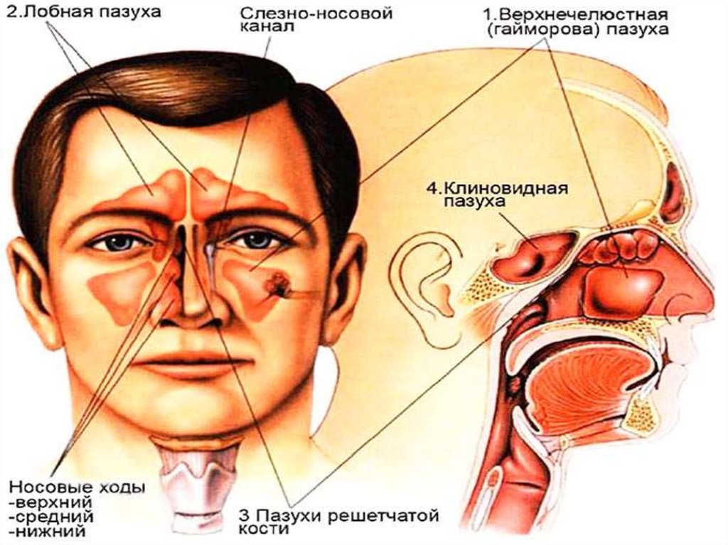 Носослезный канал открывается. Анатомия и физиология носовой полости и придаточных пазух. Носовые пазухи строение анатомия.