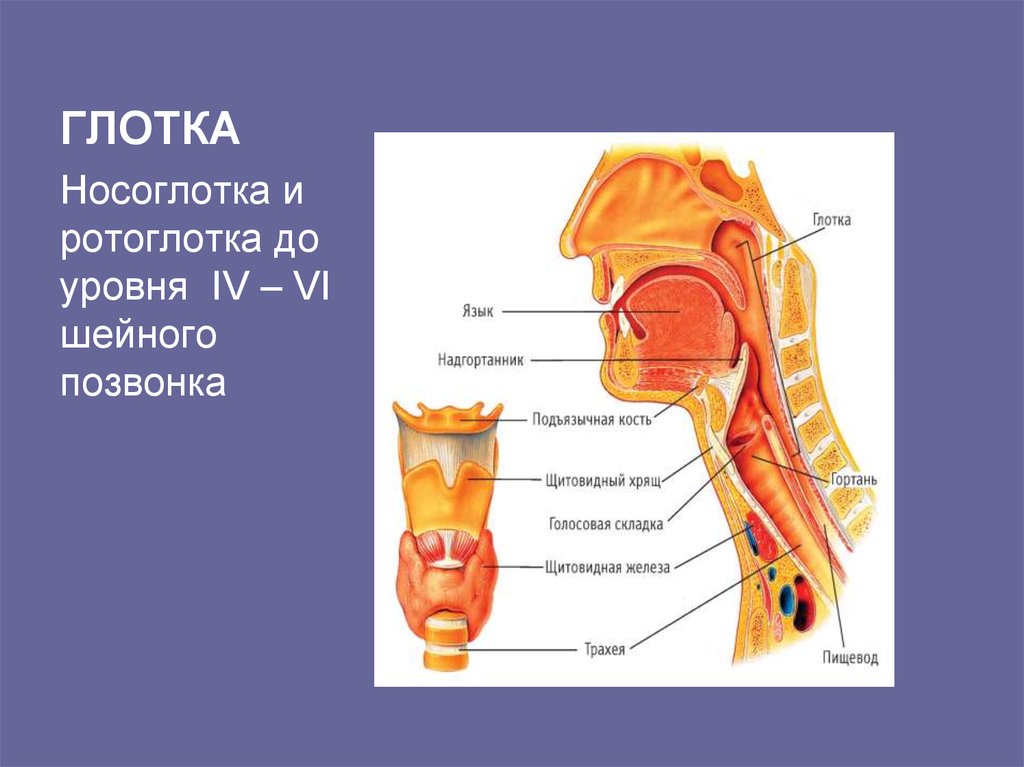 Глотка это. Глотка.