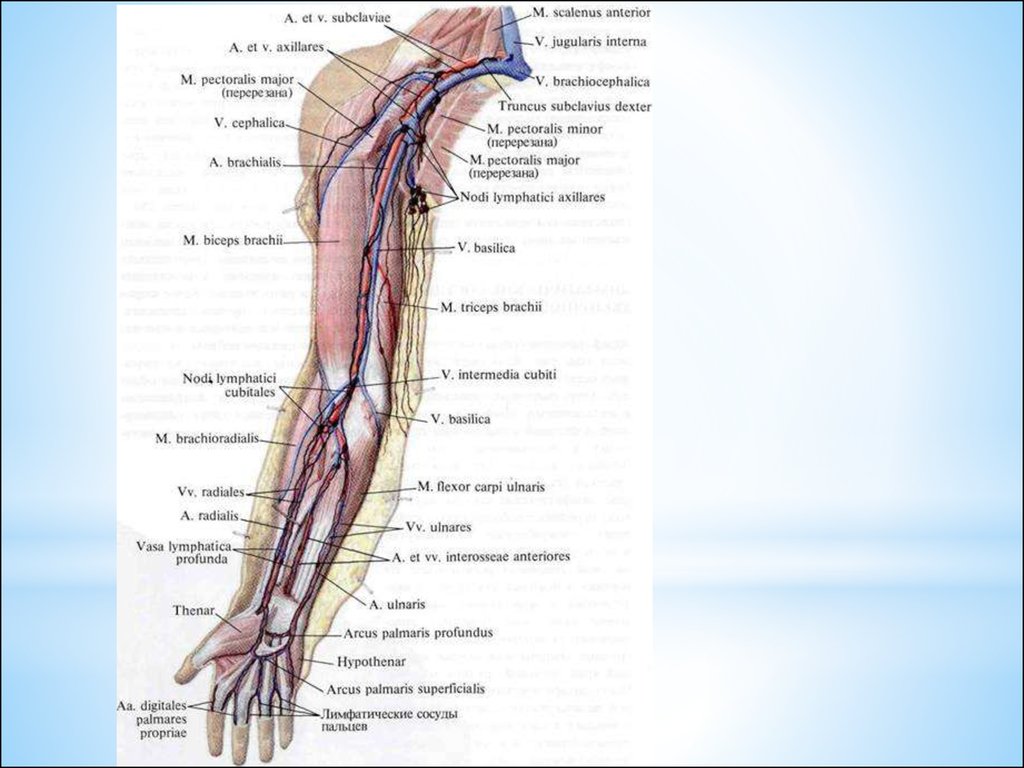 Анатомия вен ноги