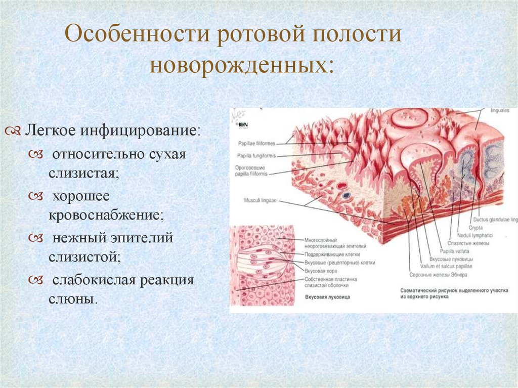 Ткань слизистой оболочки. Строение слизистой оболочки ротовой полости. Ротовая полость анатомия слизистой. Источник развития эпителия ротовой полости. Эпителий слизистой оболочки ротовой полости.