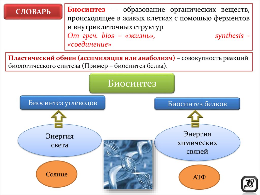 Ассимиляция синтез белка. Схема 2 этапа биосинтеза белка в живой клетке. Обмен веществ пластический обмен Биосинтез белков.