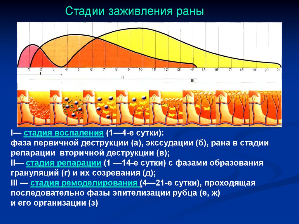 Этапы заживления. Фазы и стадии заживления РАН.