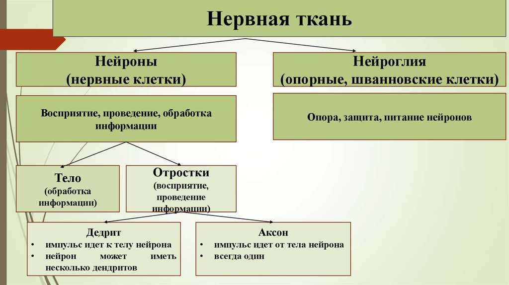 Нервная ткань схема