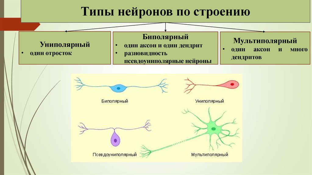 Схема виды нервных клеток