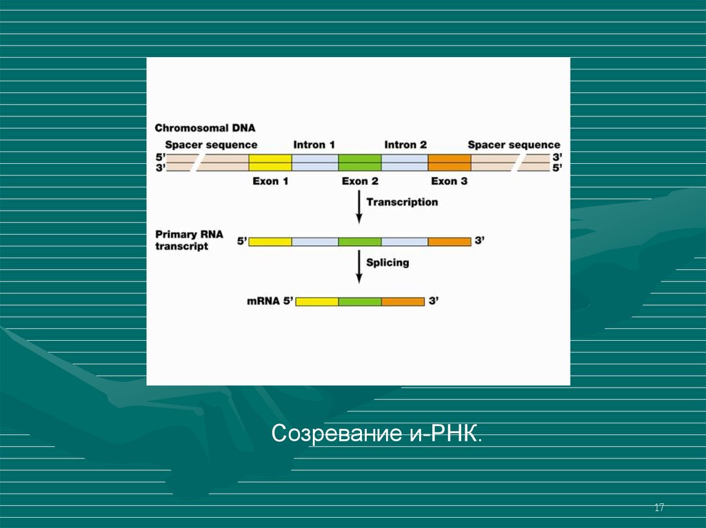 Созревание РНК. Дозревание РНК. Созревание ИРНК. Структура Гена РНК.