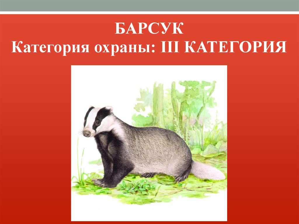 Барсук красная книга. Барсук картинки. Категории охраны красной книги. Красная книга 3 категория охраны.