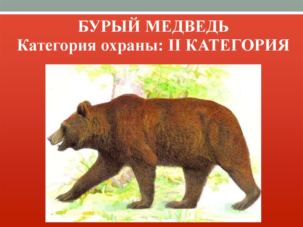 Почему медведи занесены в красную книгу. Бурый медведь. Медведь из красной книги. Бурый медведь красная книга. Животные красной книги бурый медведь.