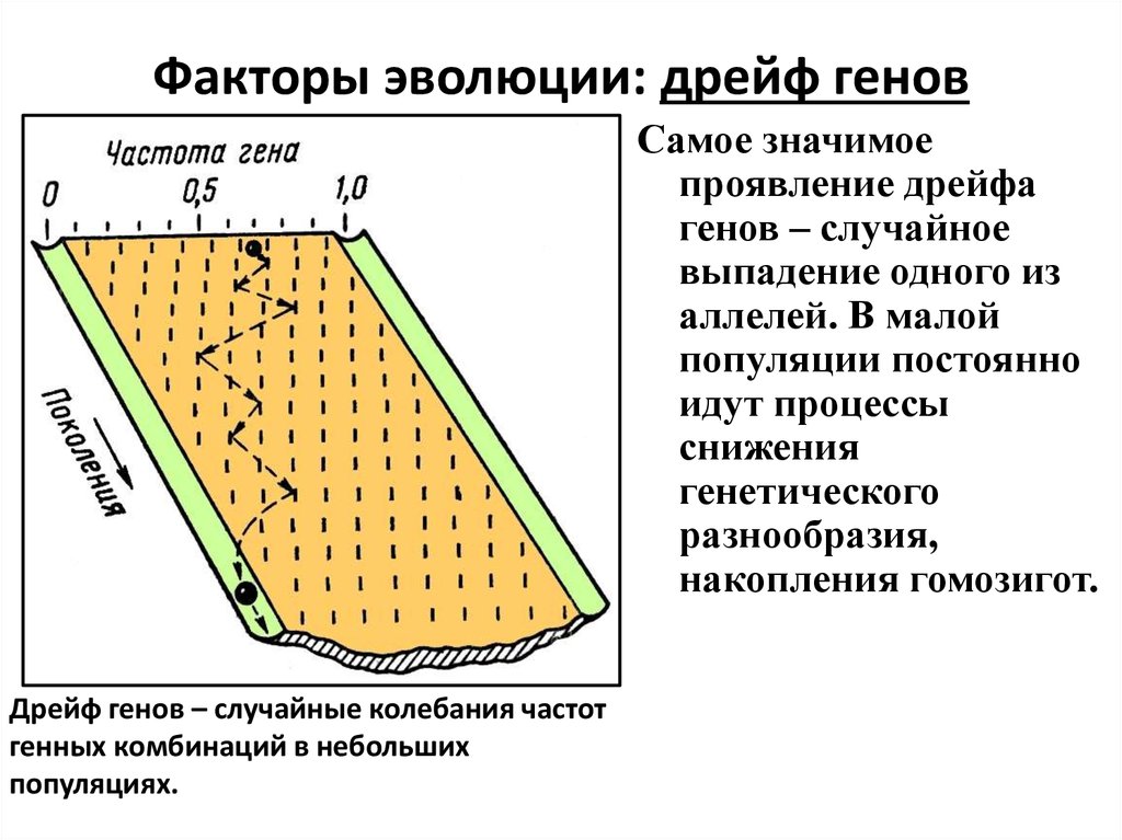 Дрейф генов схема