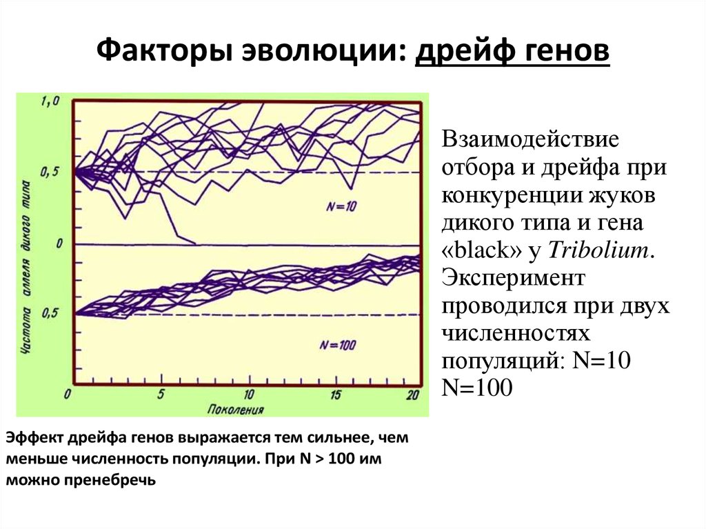 Дрейф генов. Дрейф генов фактор эволюции. Изоляция дрейф генов популяционные волны. Дрейф генов изоляция факторы эволюции. Фактор эволюции дрейф генов пример.