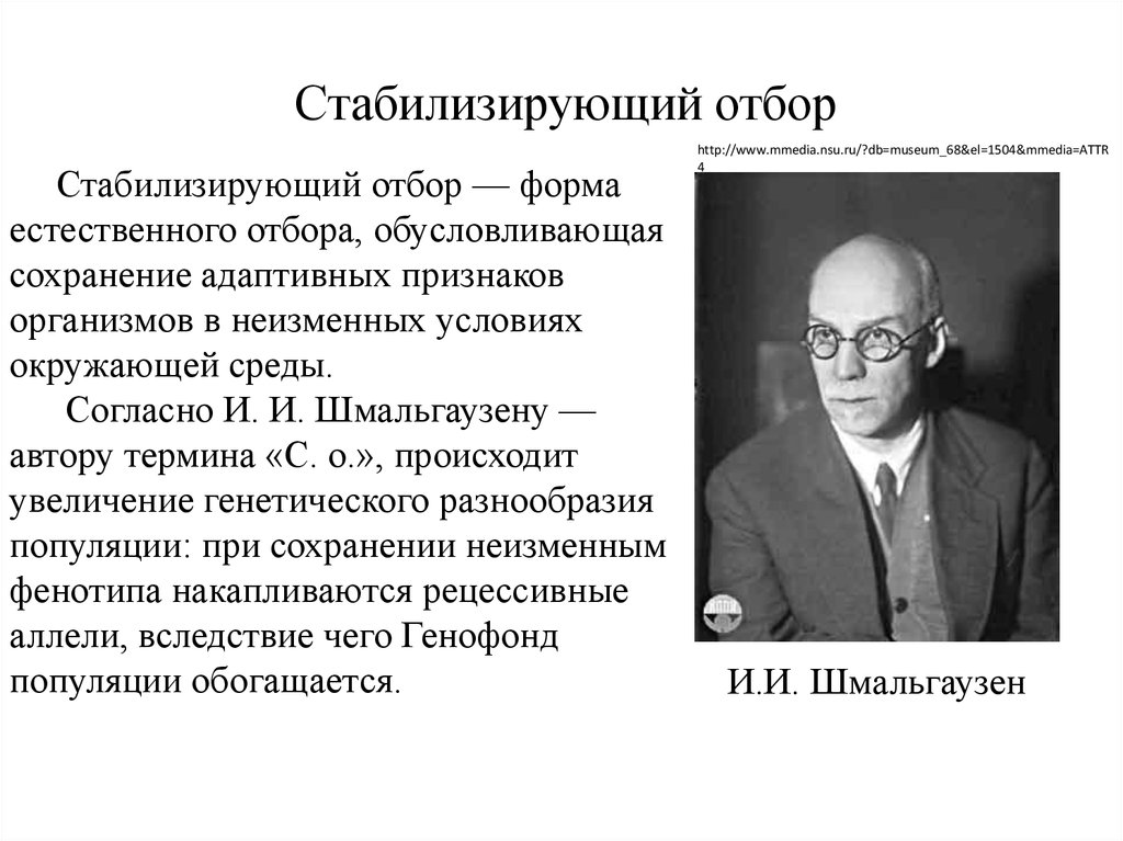 Развитие автора. Шмальгаузен теория эволюции. Шмальгаузен синтетическая теория эволюции. Четвериков и Шмальгаузен. Шмальгаузен вклад в биологию.