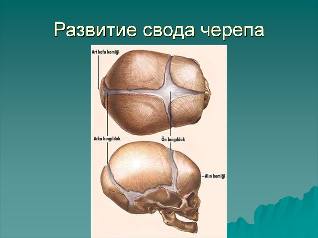 Своды образования 38. Кости, образующие свод мозгового черепа. Анатомия костей свода черепа. Кости, образующие свод черепа (крыша).