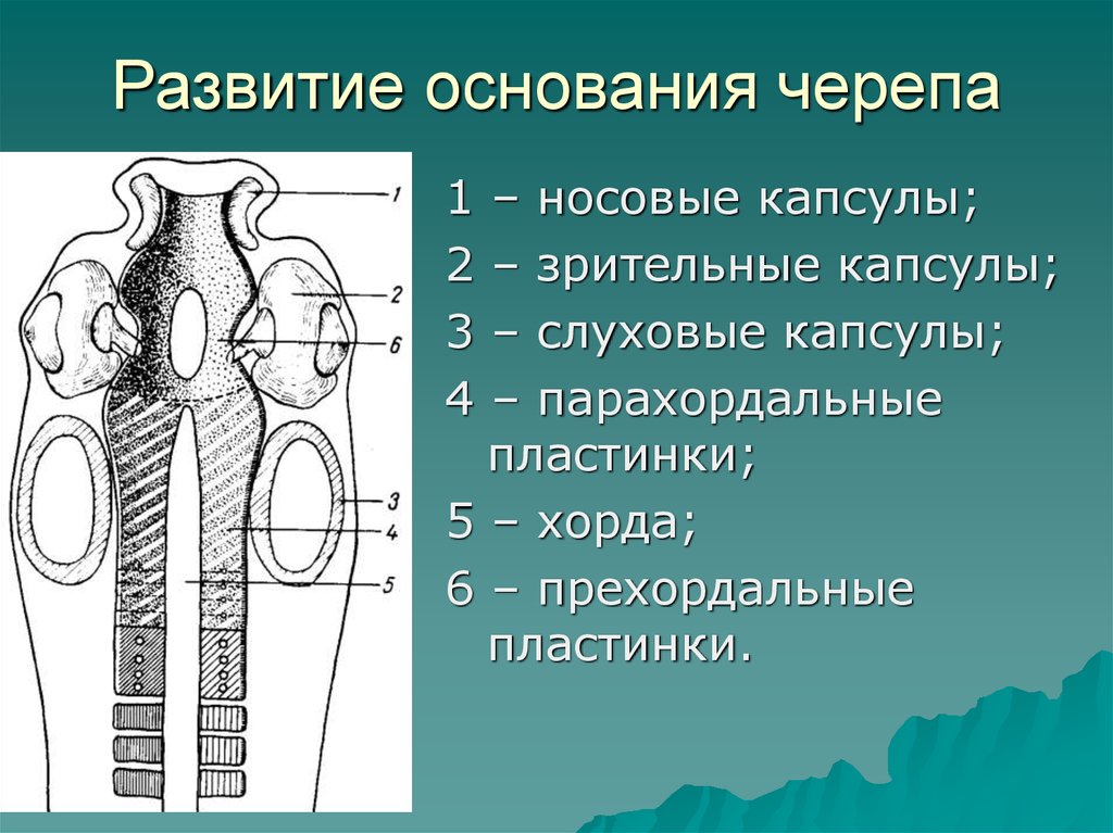 Основания развития. Развитие черепа. Развитие черепа человека. Хрящевая стадия развития черепа. Развитие мозгового черепа.