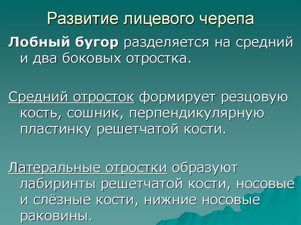 Соотношение мозгового и лицевого черепа. Развитие лицевого черепа. Развитие мозгового и лицевого черепа. Развитие лицевого отдела черепа. Источники формирования лицевого черепа.