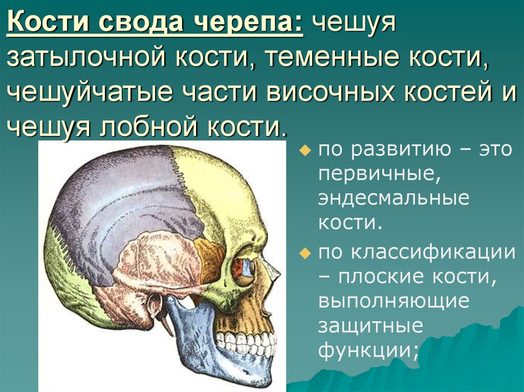 Между теменной костью и затылочной. Кости, образующие свод мозгового черепа. Кости, образующие свод черепа (крыша). Кости свода мозгового отдела черепа. Свод черепа образован.
