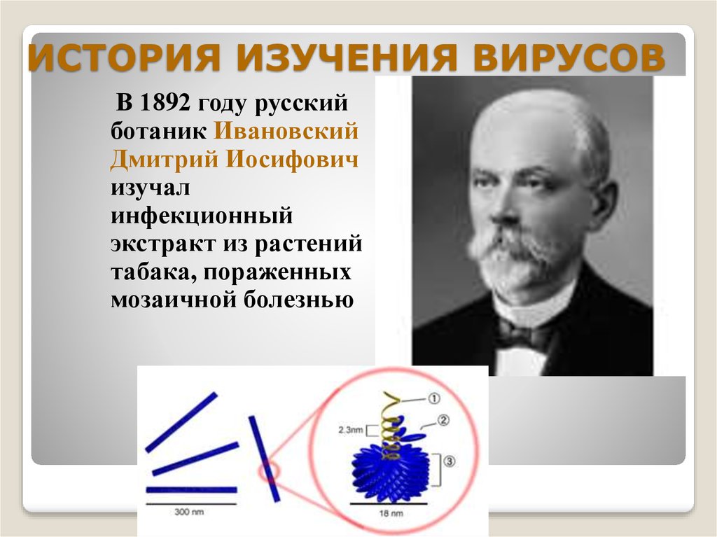 Вирусы в 1892 году открыл