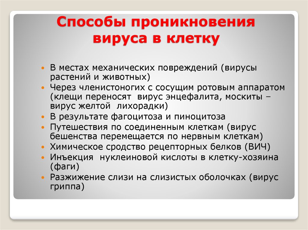 Проникновение клетки. Пути проникновения вирусов в клетку. Способы проникновения вируса. Методы проникновения вирусов в клетку. Назовите способы проникновения вирусов в клетки.