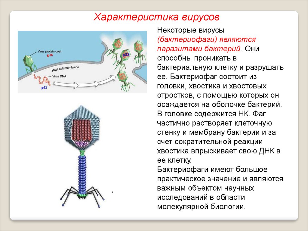 Есть ли у вирусов клетки. Строение вируса бактериофага. Вирус бактериофаг вирус уничтожающий бактерии. Бактериофаг функции структур. Бактериофаг строение бактериофага.