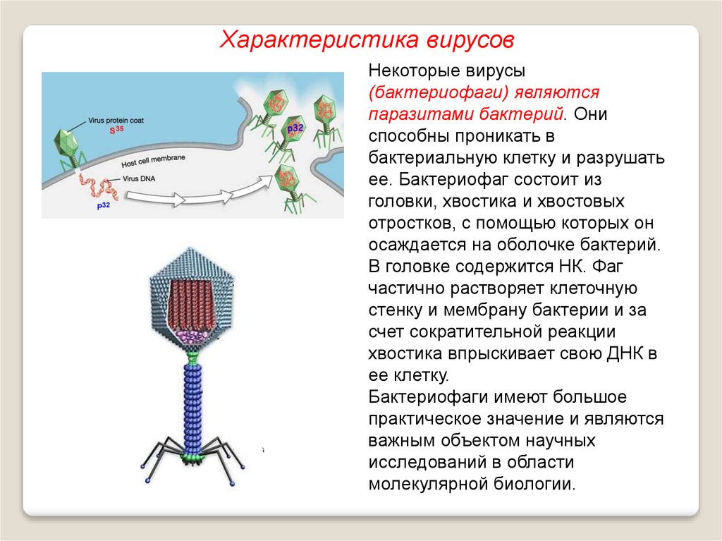 Наследственный аппарат вируса формы жизни бактериофаги