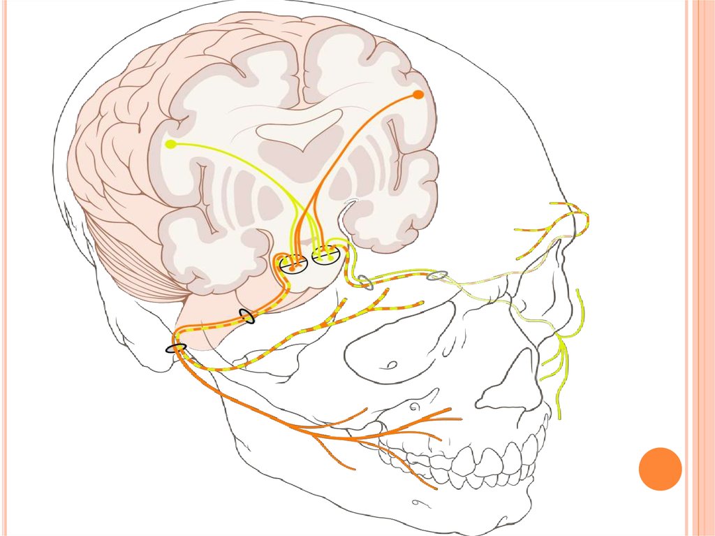 Лицевой нерв череп. Ход лицевого нерва анатомия. Лицевой нерв. Лицевой нерв внутри черепа. Проекция лицевого нерва на лице.
