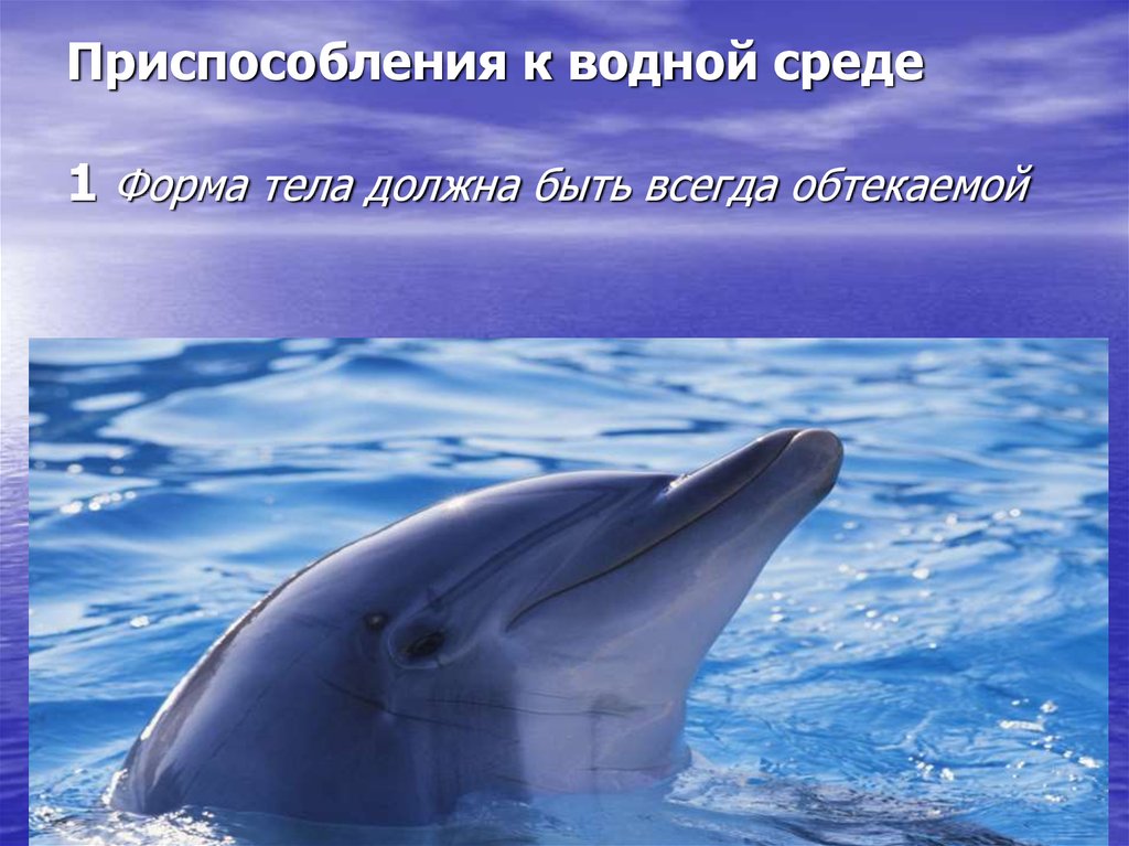 Адаптации водная среда жизни. Дельфины приспособление к водной среде. Приспособленность дельфина к водной среде обитания. Приспособленность к обитанию в водной среде у дельфинов. Приспособления дельфина.