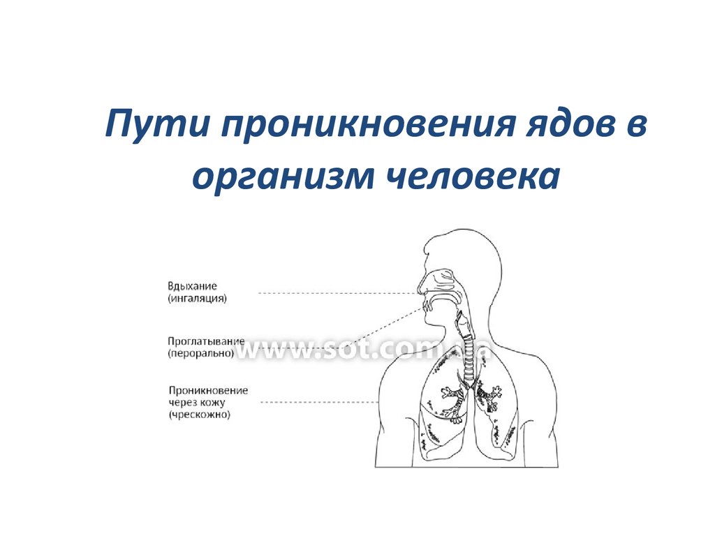 Попадания в организм