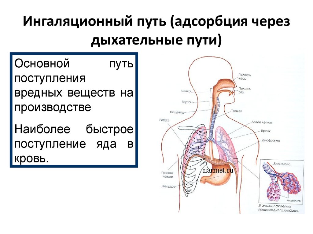 Верную последовательность прохождения