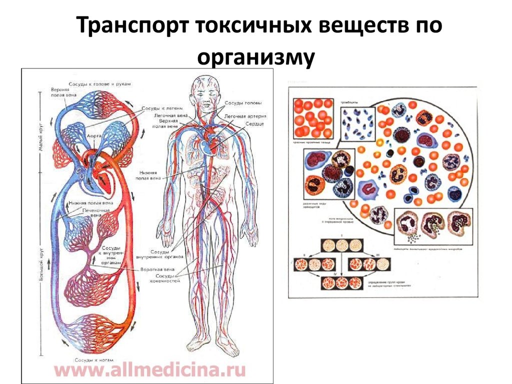 Токсичность в организме человека. Распределение ядовитых веществ в организме. Распространение токсических веществ в организме. Способы поступления токсического вещества в организм человека.. Распределение ядов в организме человека.