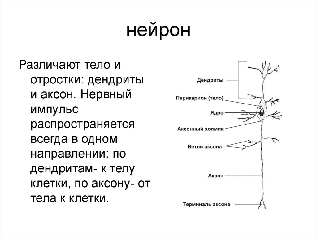 Нервные клетки имеют отростки. Нервная клетка Нейрон. Отросток нервной клетки. Строение нейрона. В нейроне различают.