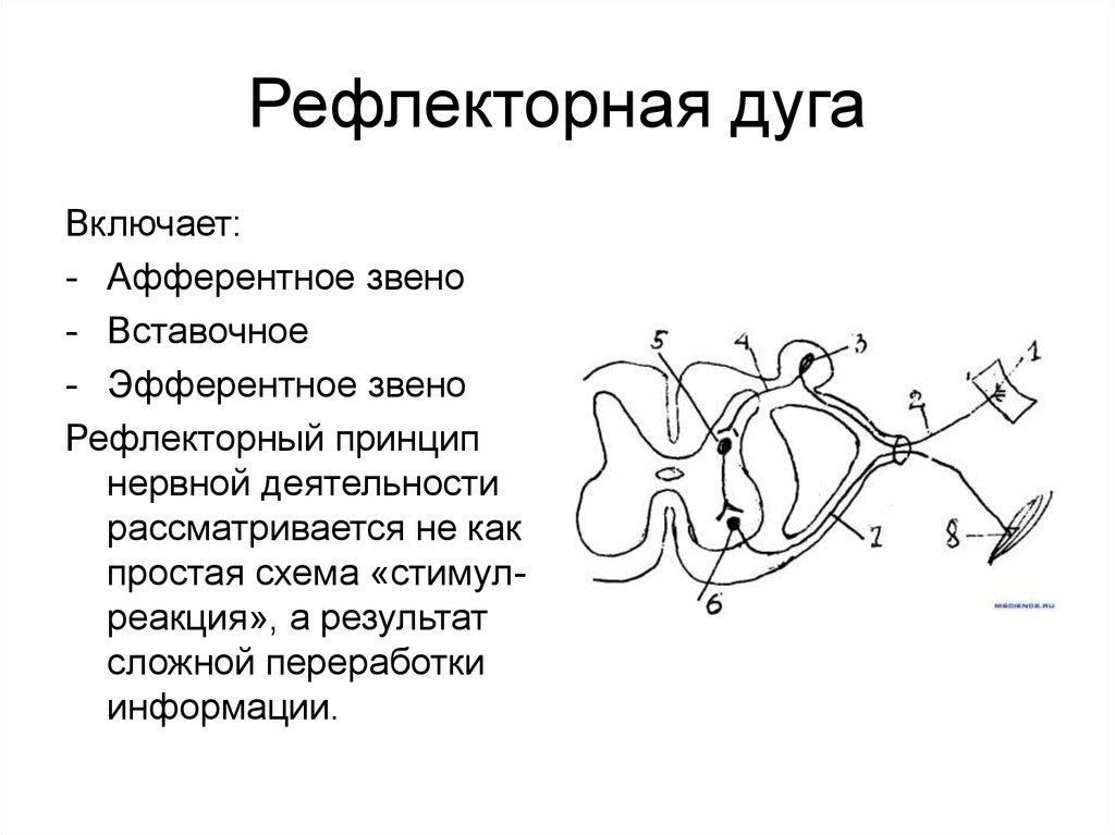 Нарисовать схему рефлекторной дуги