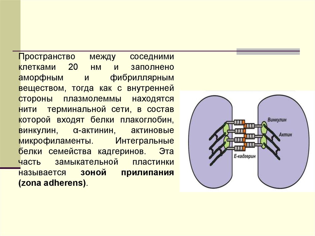 Вещество между клетками. Пространство между клетками. Пространство между клетками заполняет. Пространство между клетками заполнено межклеточным веществом. Пространство между клетками в тканях заполнено.