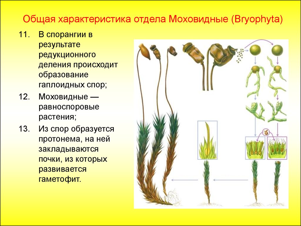 Примеры растений группы мхов. Листостебельные мхи Кукушкин лен. Зелёный мох Кукушкин лён размножение. Предросток кукушкиного льна. Оплодотворение мха Кукушкин лен.