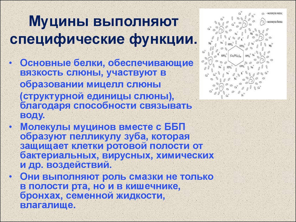 Слюна участвует в. Структура муцина слюны. Муцин строение биохимия. Структура муцина биохимия. Муцин строение.