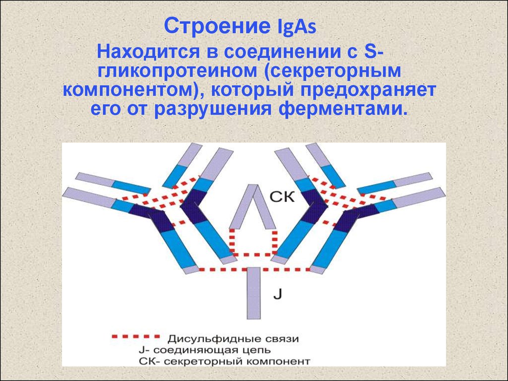 Иммуноглобулин слизистых оболочек. Схема строения секреторного иммуноглобулина а. Структура иммуноглобулина iga. Секреторный и сывороточный иммуноглобулин а. Iga антитела строение.