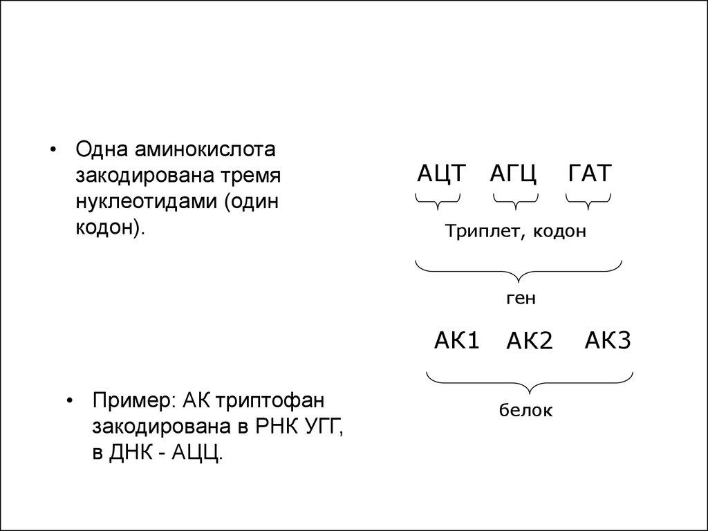 Один триплет днк кодирует одну аминокислоту