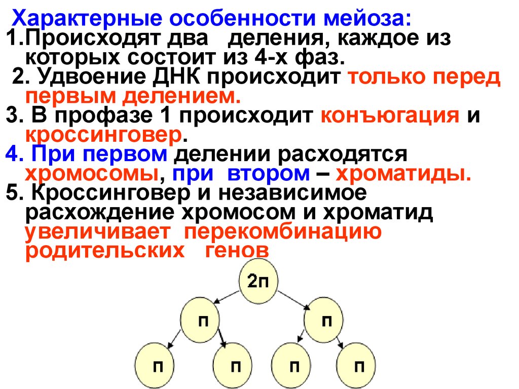 Второе деление мейоза процессы. Особенности протекания мейоза. Характеристика 2 деления мейоза. Мейоз характеристика процесса. Охарактеризовать основные этапы мейоза.