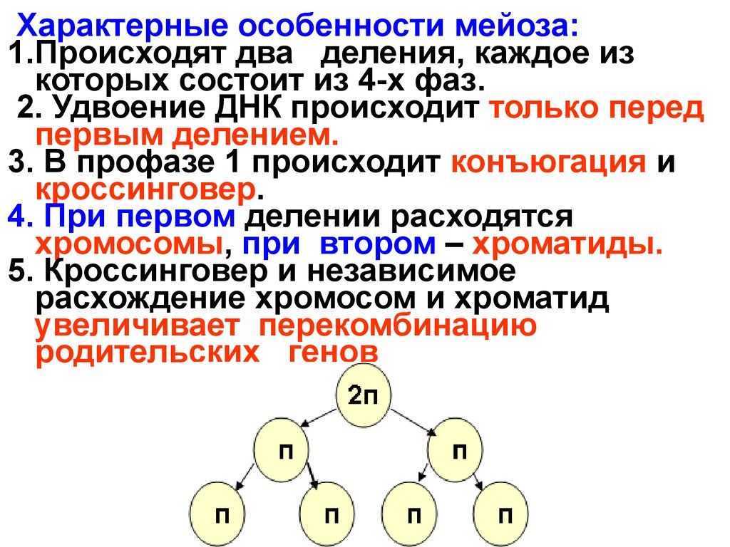 Происходит 1 деление. Особенности протекания мейоза. Характеристики деления мейоза. Общая характеристика мейоза. Охарактеризовать основные этапы мейоза.