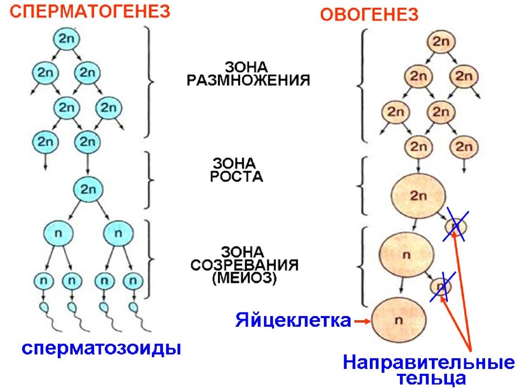 Из каких клеток образуются сперматогонии. Фаза размножения сперматогенеза. Мейоз схема сперматогенез. Фаза созревания сперматогенеза. Схема размножение овогенез сперматогенез.